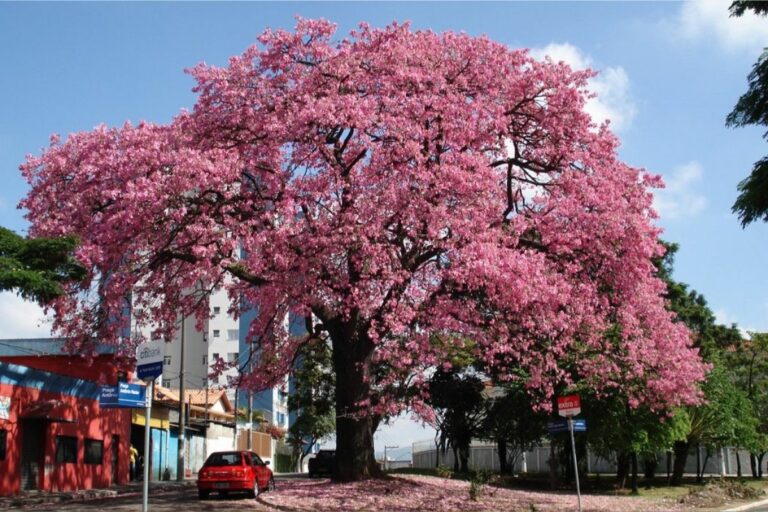 Paineira