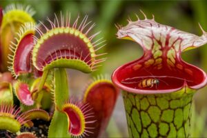 Plantas Carnívoras